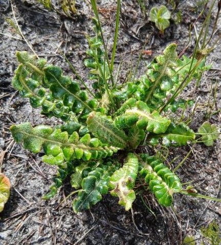 Perdicium capense